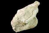 Bargain, Fossil Oreodont (Merycoidodon) Skull - Wyoming #169157-4